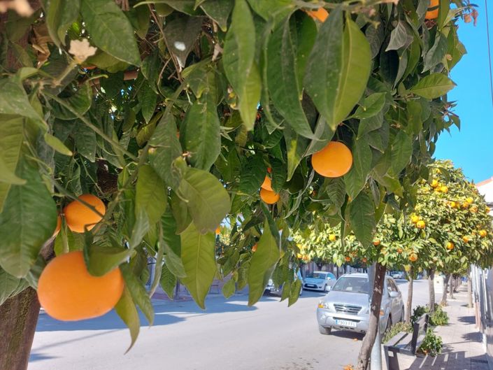 Image No.38-Maison de village de 5 chambres à vendre à Monte Lope-Alvarez