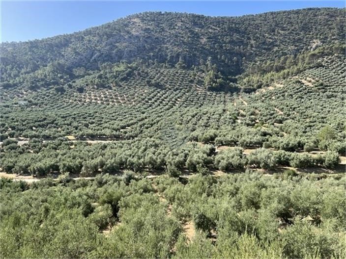 Image No.16-Cortijo de 6 chambres à vendre à Priego de Córdoba