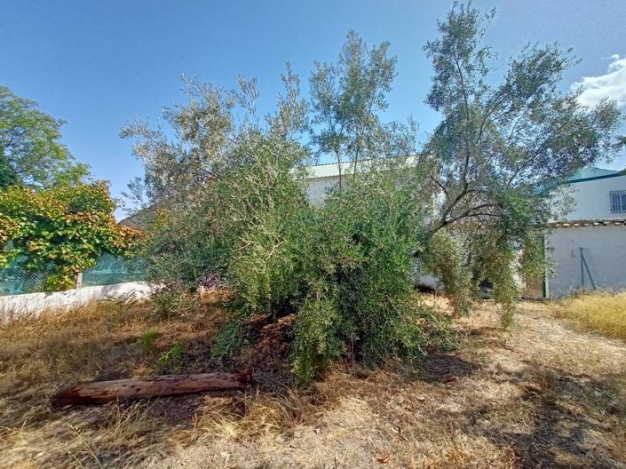 Image No.15-Cortijo de 2 chambres à vendre à Cabra