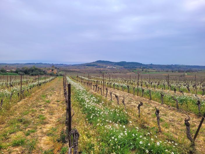 Image No.3-Propriété à vendre à Magalas