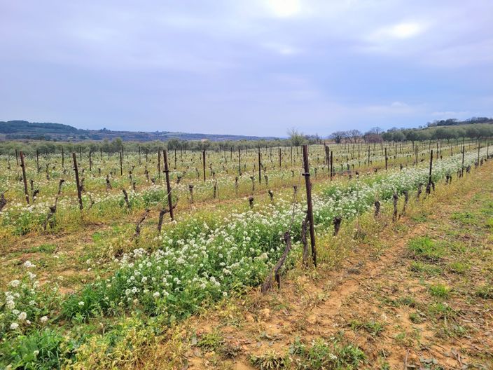 Image No.2-Propriété à vendre à Magalas