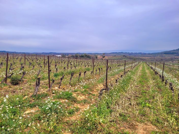 Image No.5-Propriété à vendre à Magalas