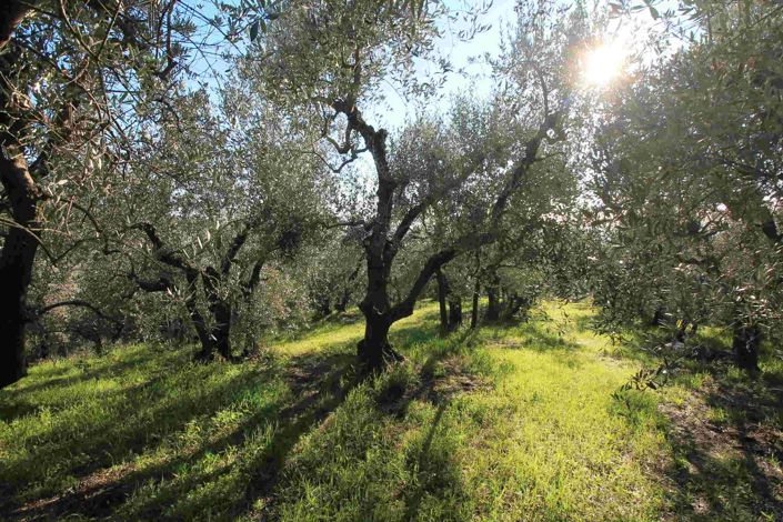 Image No.14-Propriété de 5 chambres à vendre à Pistoia