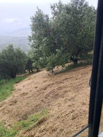 5316-colonella-jun-3