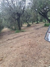 5316-colonella-jun-4