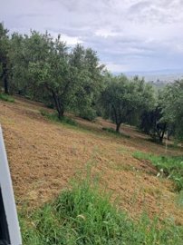 5316-colonella-jun-1