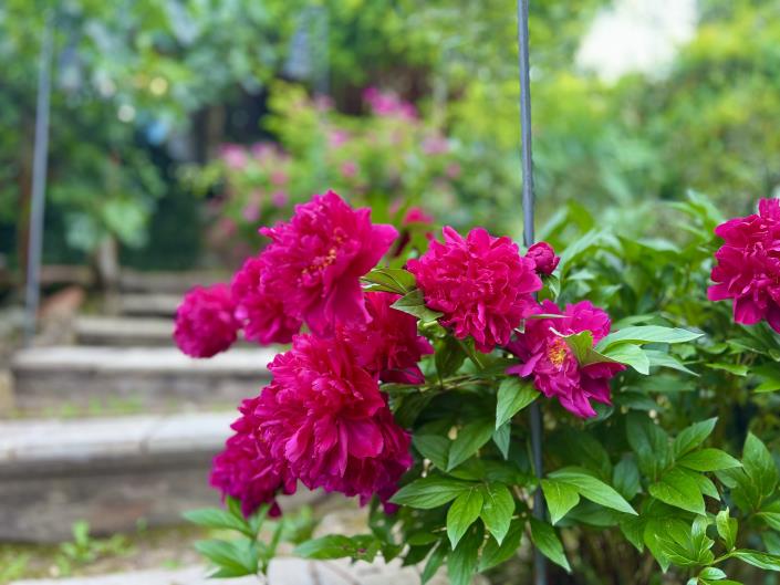 Image No.31-Maison de campagne de 2 chambres à vendre à Anghiari