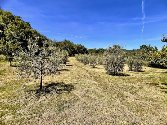 Image No.60-Ferme de 3 chambres à vendre à Anghiari