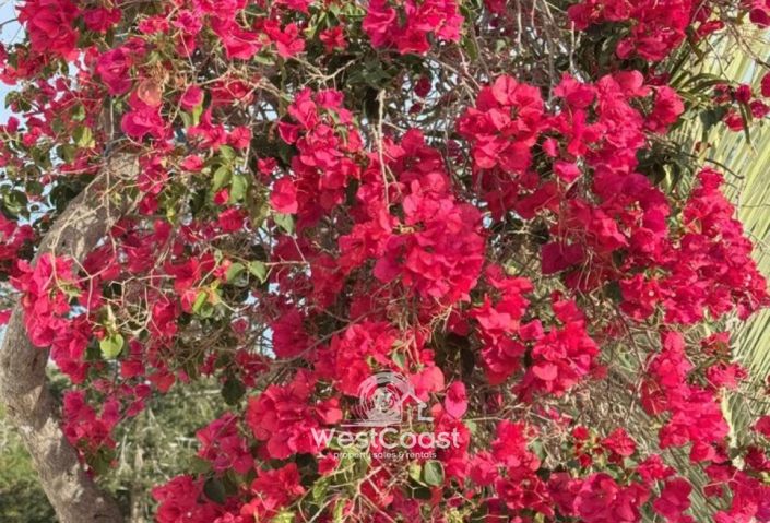 Image No.10-Villa de 3 chambres à vendre à Peyia