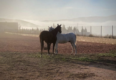 3734equestrianvillawithamericanbarn0905252021