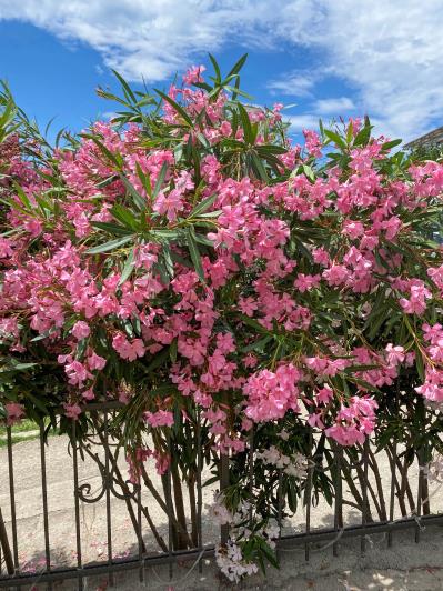 Image No.11-3 Bed Villa for sale