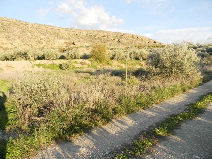 Image No.7-Terre à vendre à Albox