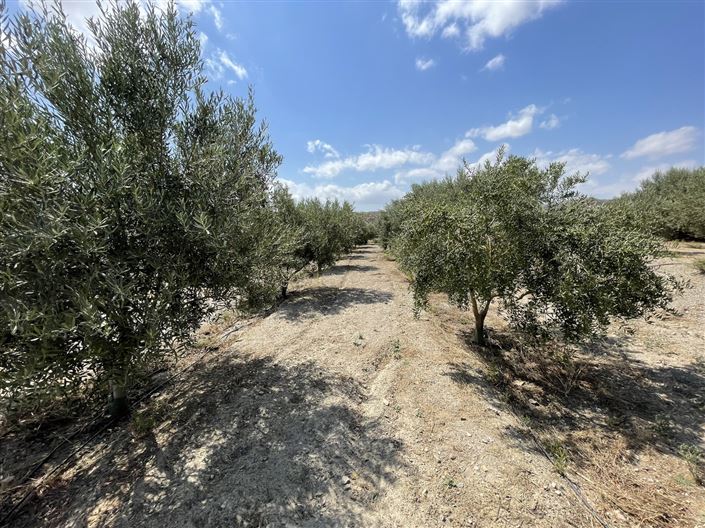 Image No.17-Terre à vendre à Huercal-Overa