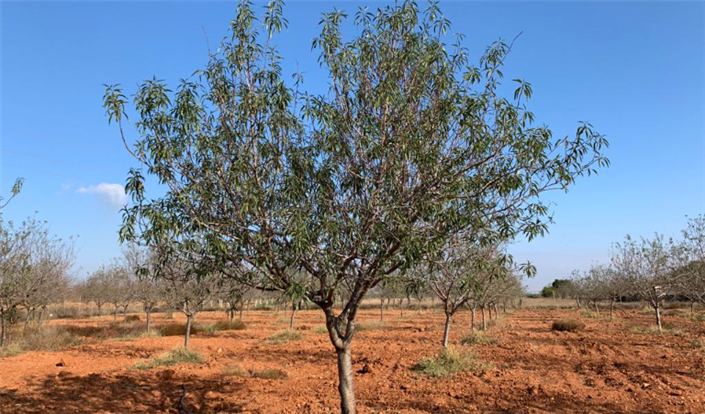 Image No.5-Finca for sale