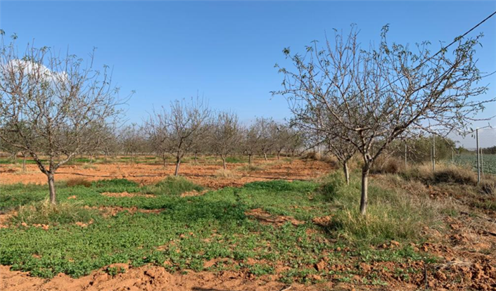 Image No.9-Finca for sale