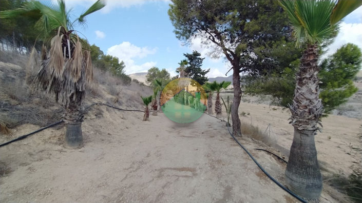 Image No.21-2 Bed Finca for sale