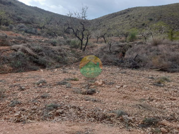 morplot-682475983b0af