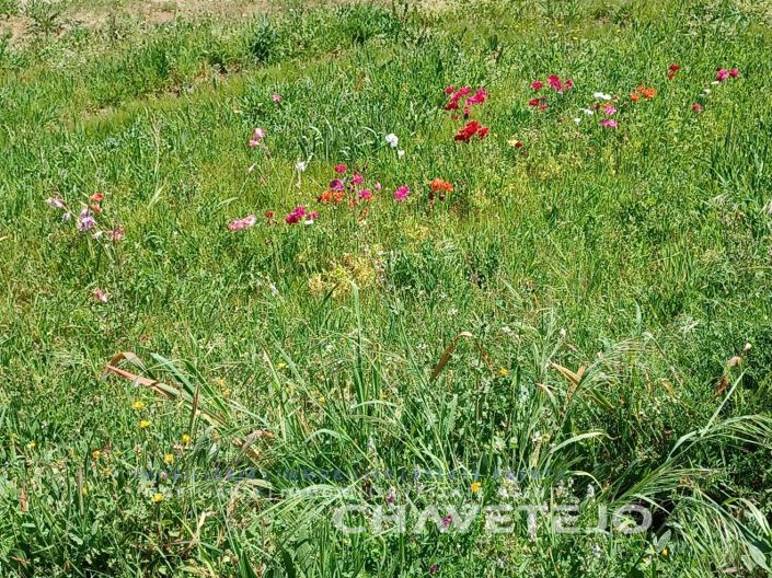 Image No.7-Plot for sale