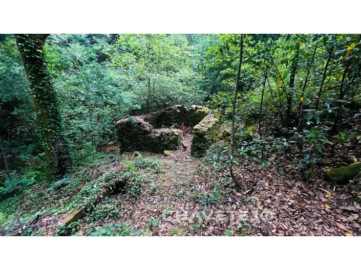 Image No.11-Ferme à vendre à Figueiró dos Vinhos