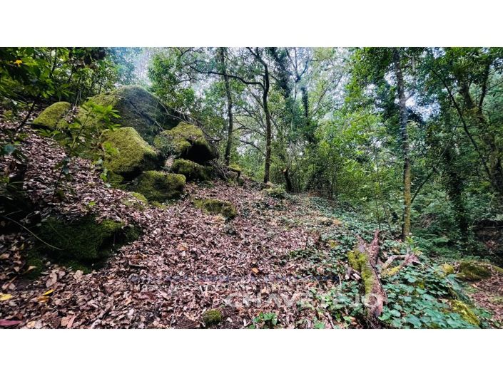 Image No.12-Ferme à vendre à Figueiró dos Vinhos