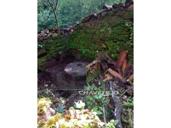 Image No.15-Ferme à vendre à Figueiró dos Vinhos