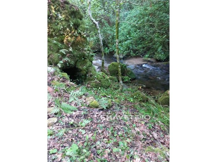 Image No.17-Ferme à vendre à Figueiró dos Vinhos