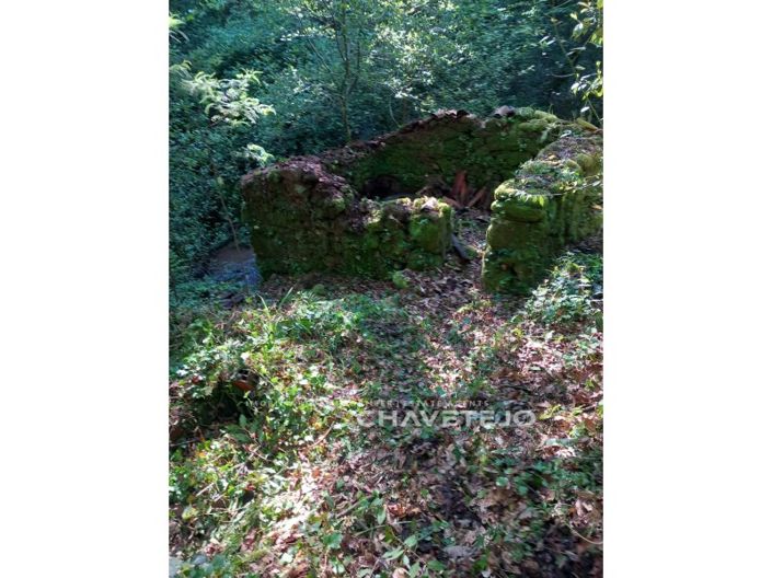 Image No.18-Ferme à vendre à Figueiró dos Vinhos