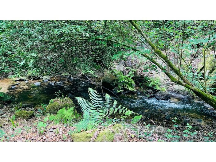 Image No.2-Ferme à vendre à Figueiró dos Vinhos