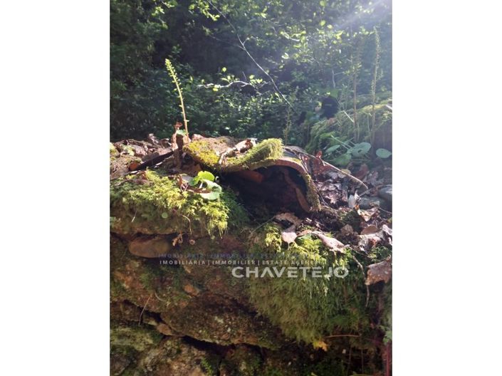 Image No.21-Ferme à vendre à Figueiró dos Vinhos