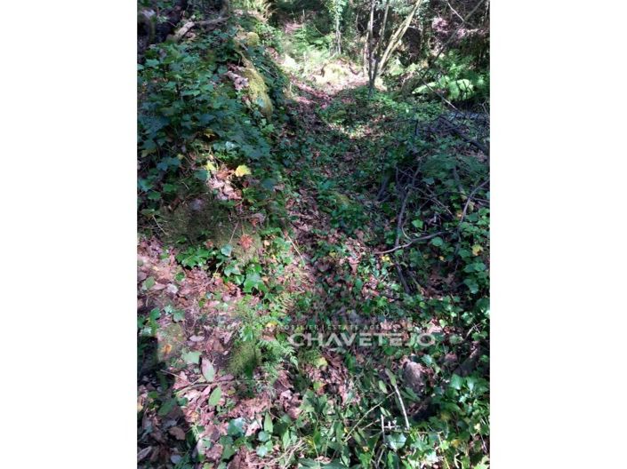 Image No.22-Ferme à vendre à Figueiró dos Vinhos