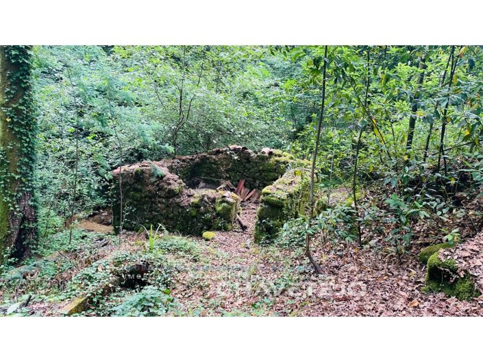 Image No.3-Ferme à vendre à Figueiró dos Vinhos