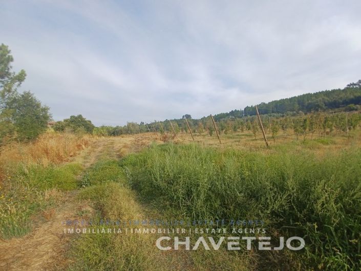 Image No.12-Ferme à vendre à Tomar
