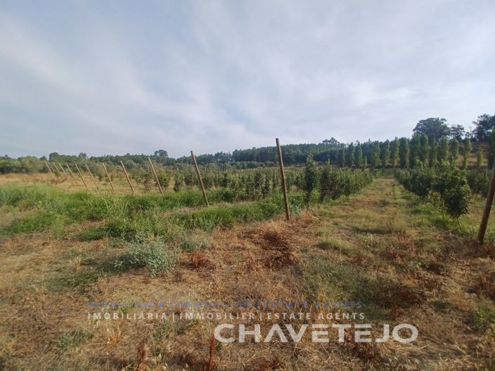 Image No.14-Ferme à vendre à Tomar