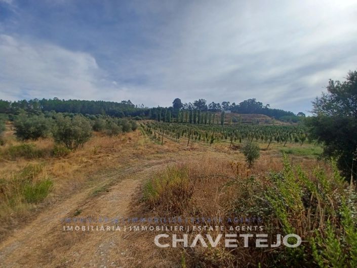 Image No.19-Ferme à vendre à Tomar