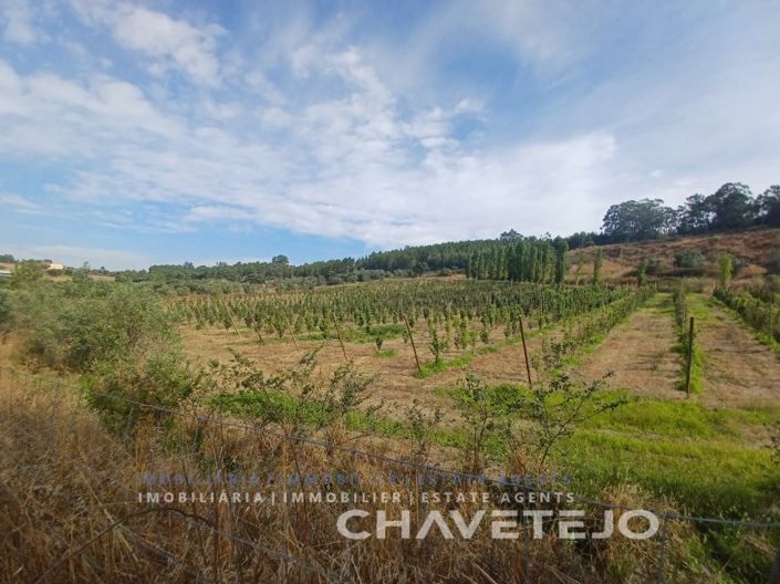 Image No.23-Ferme à vendre à Tomar