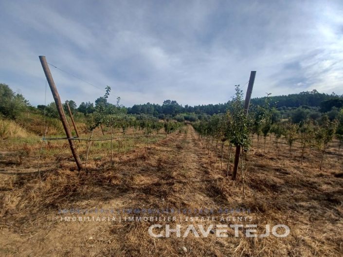 Image No.25-Ferme à vendre à Tomar