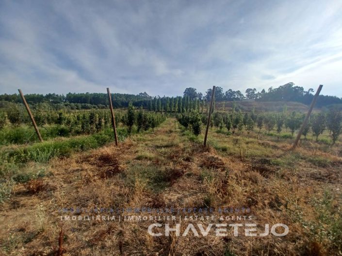 Image No.4-Ferme à vendre à Tomar