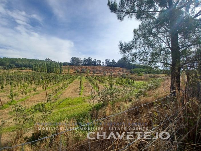 Image No.5-Ferme à vendre à Tomar