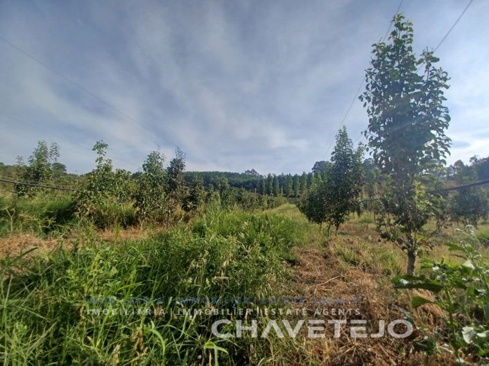 Image No.6-Ferme à vendre à Tomar