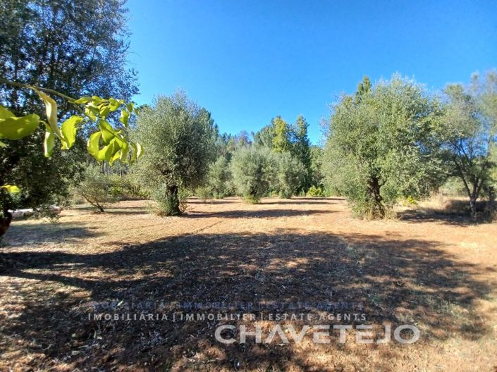 Image No.38-Maison de 4 chambres à vendre à Tomar