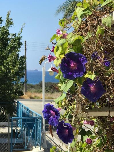 Image No.2-Villa de 4 chambres à vendre à Zygi