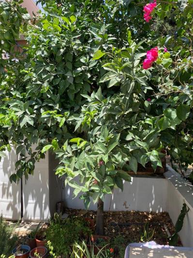 Image No.33-Appartement de 3 chambres à vendre à Oroklini