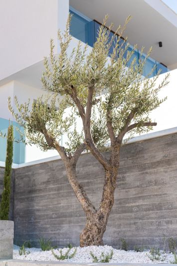 Image No.28-Villa de 3 chambres à vendre à Paphos