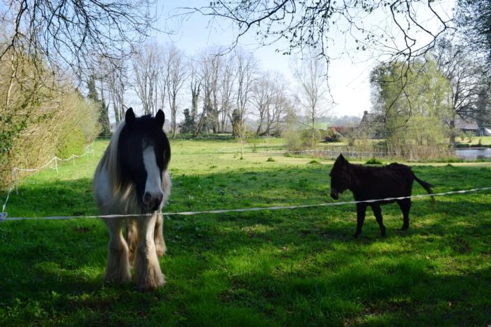 Image No.3-Maison de 3 chambres à vendre à Langoëlan