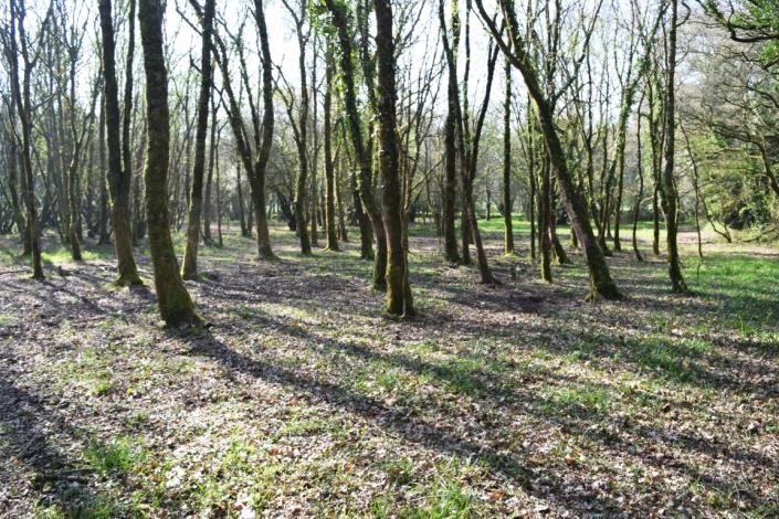 Image No.23-Maison de 3 chambres à vendre à Langoëlan