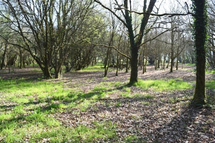 Image No.24-Maison de 3 chambres à vendre à Langoëlan