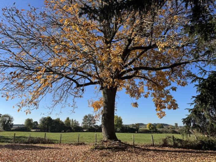 Image No.9-Maison de campagne de 4 chambres à vendre à Verteillac