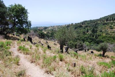 Land_for_sale_in_Ratzakli_Kefalonia--9-