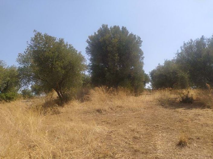 Image No.3-Terre à vendre à Acharavi