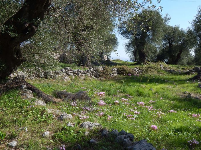 Image No.6-Land for sale